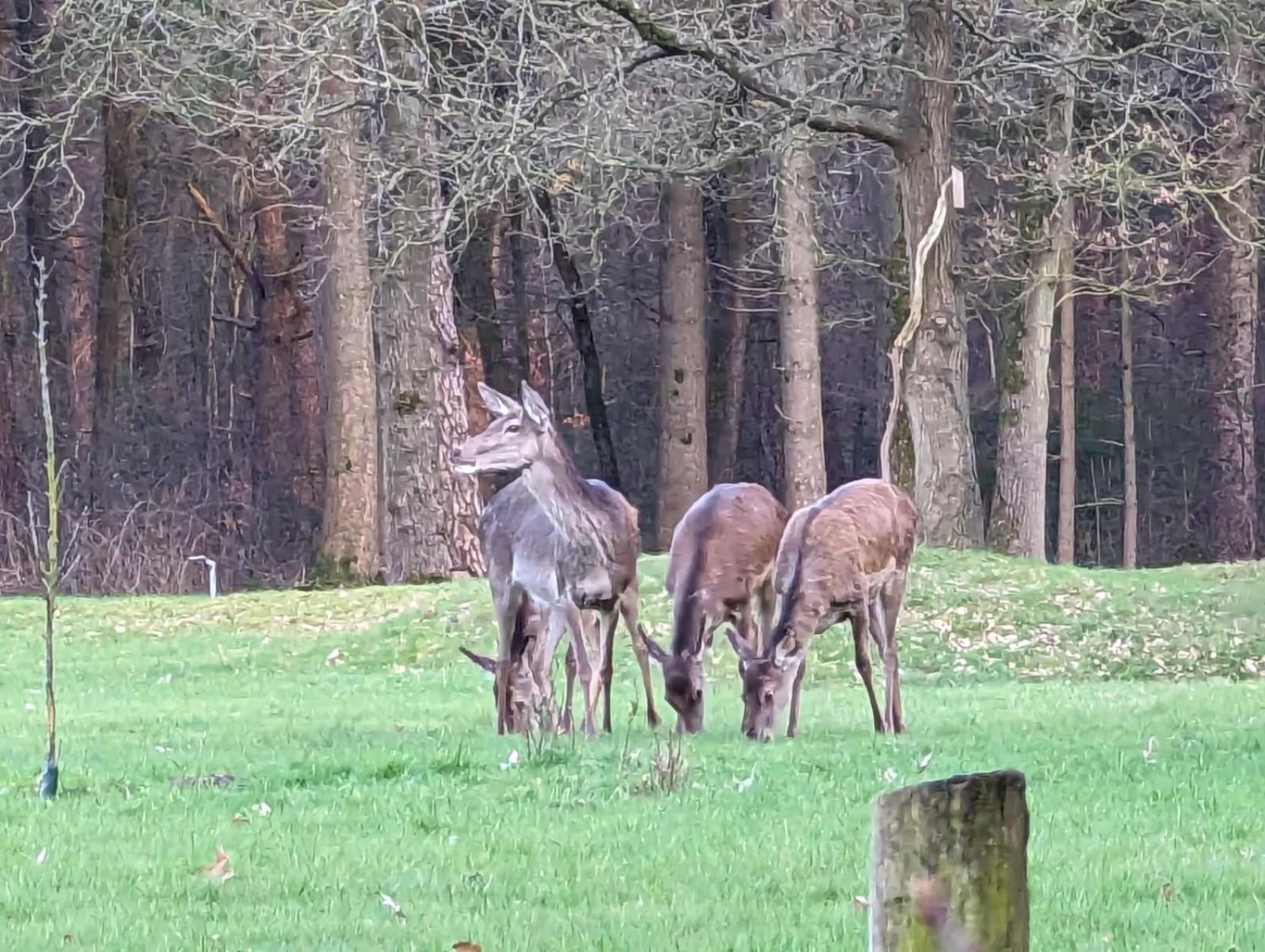 De Hooge Woeste Vila Emst Exterior foto
